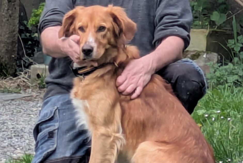 Vermisstmeldung Hund rassenmischung Männliche , 3 jahre Saint-Clément-de-Valorgue Frankreich Vermisstmeldung Hund rassenmischung Männliche , 3 jahre Saint-Clément-de-Valorgue Frankreich
