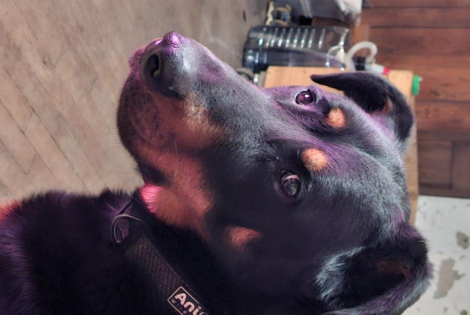 Alerte Disparition Chien Mâle , 2 ans Saint-Victor-Montvianeix France Alerte Disparition Chien Mâle , 2 ans Saint-Victor-Montvianeix France