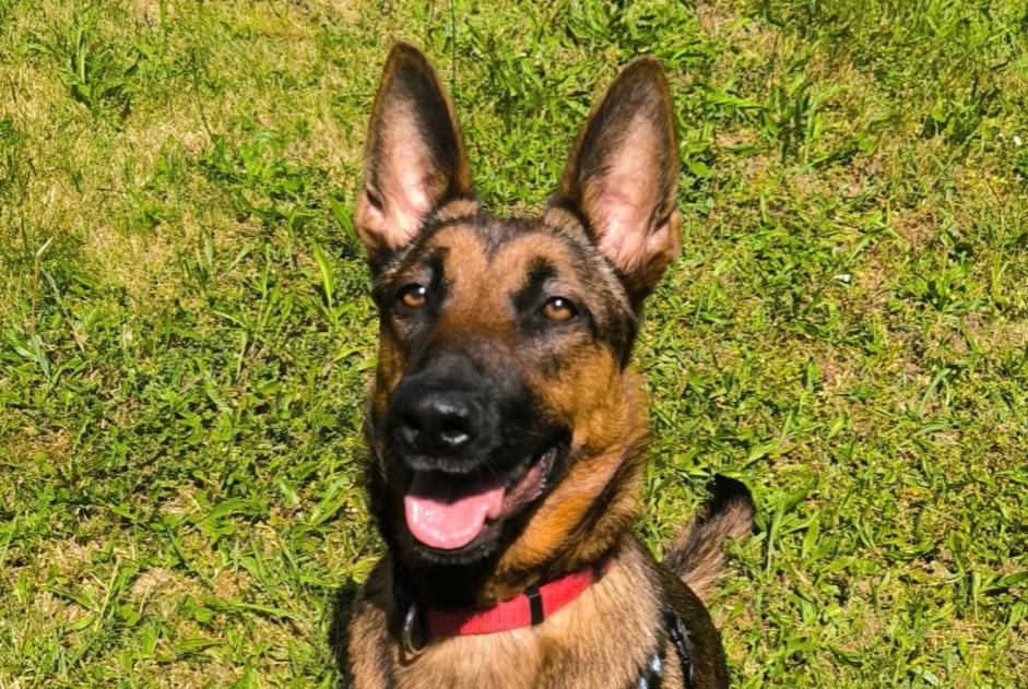 Alerte Disparition Chien croisement Femelle , 1 ans Courpière France Alerte Disparition Chien croisement Femelle , 1 ans Courpière France