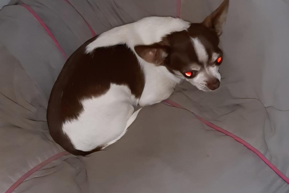 Avviso scomparsa Cane  Maschio , 12 anni Saint-Éloy-les-Mines Francia